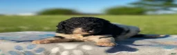 Standard Poodle dogs for sale: Winnie - Ad 3