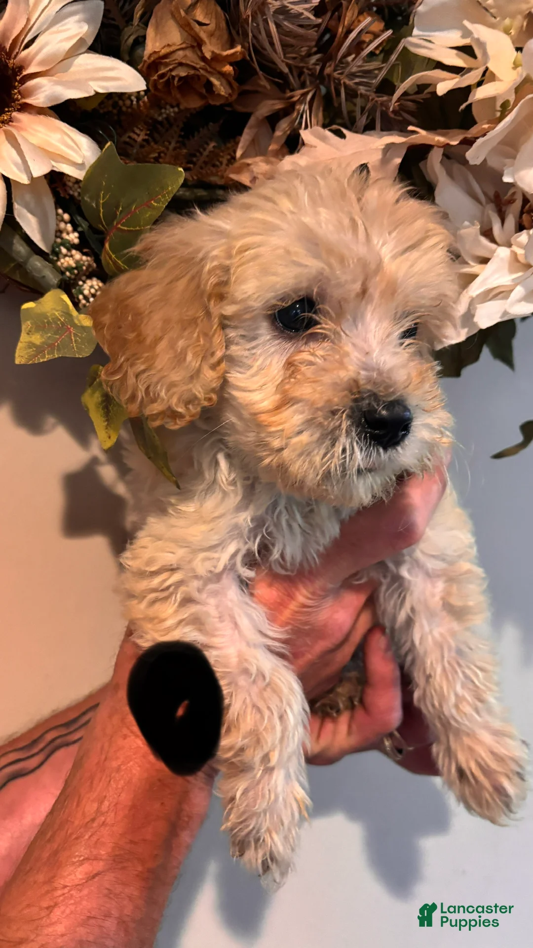 Mini Goldendoodle dogs for sale: Mini Goldendoodle 2 - Ad 2