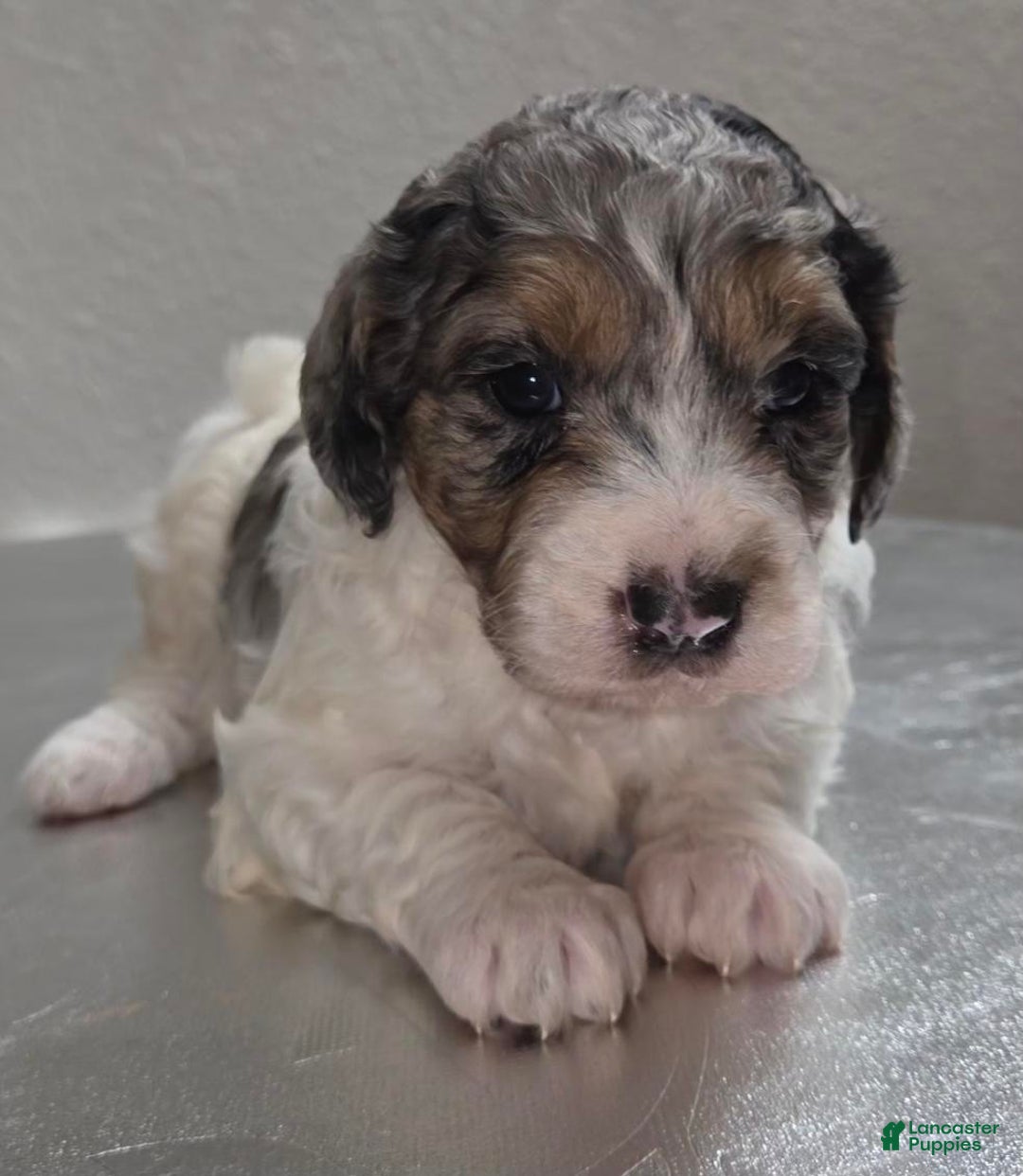 Mini Goldendoodle dogs for sale: Winnie - Ad 4