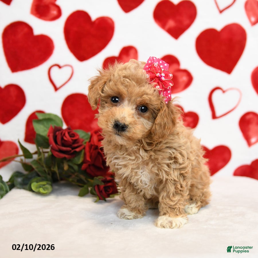 Mixed Breed dogs Dove - Ad 2