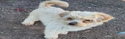 Pomapoo dogs for sale: Socks - Ad 2