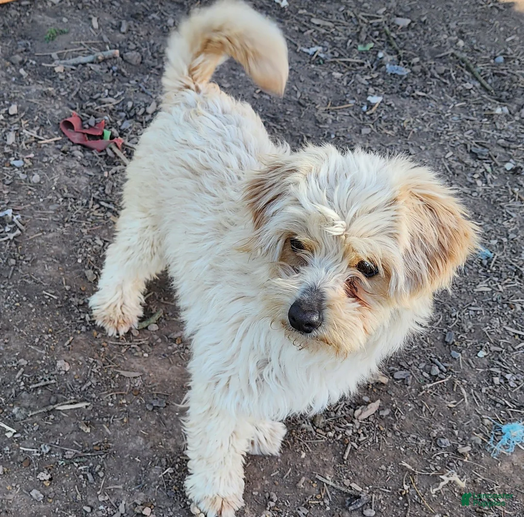 Pomapoo dogs for sale: Socks - Ad 2