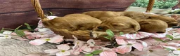 Golden Retriever dogs for sale: Goldie - Ad 6