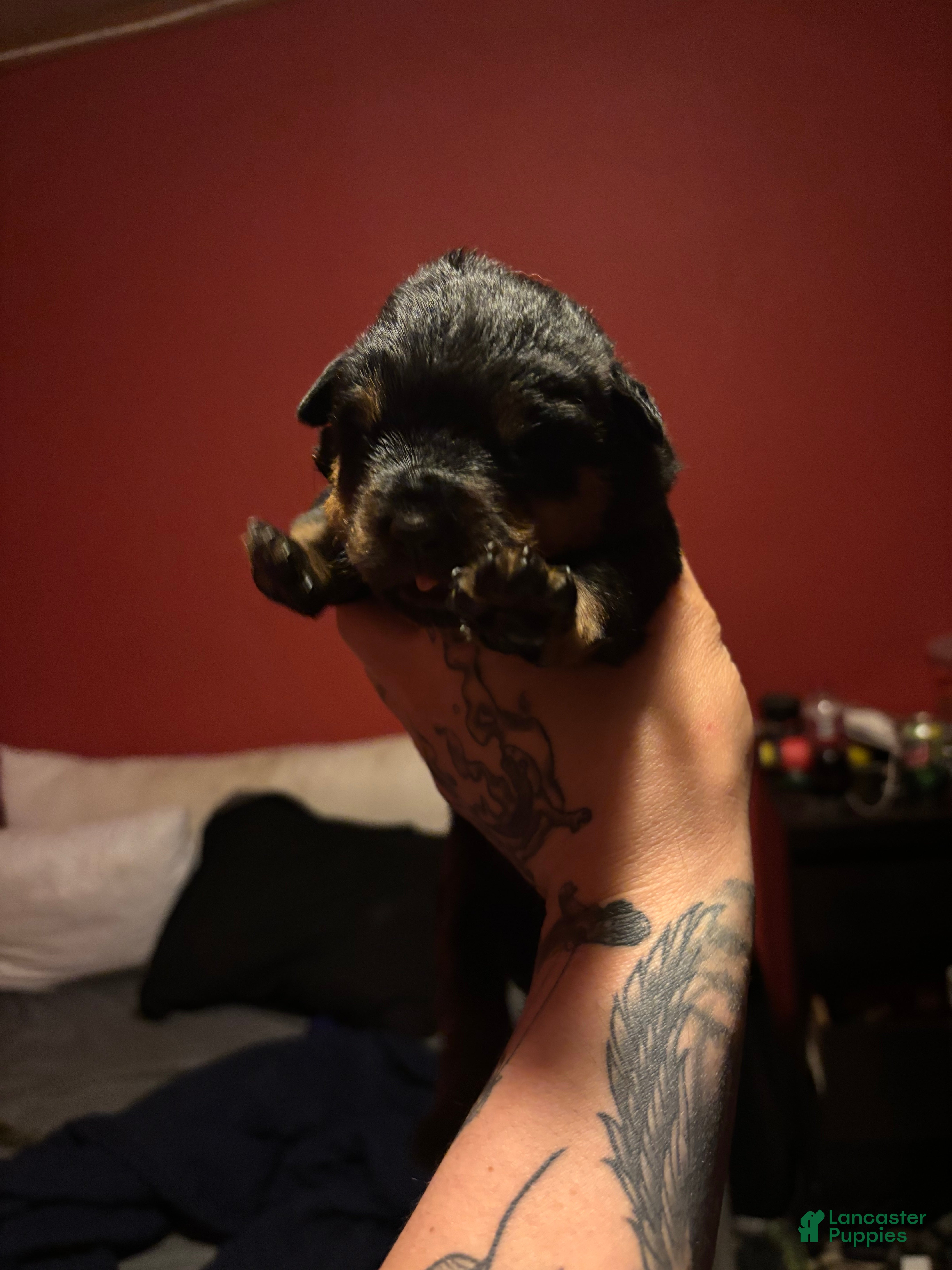 Rottweiler dogs Rottweiler Puppy 3 - Ad 30