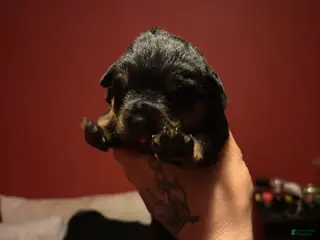 Rottweiler dogs Rottweiler Puppy 3 - Ad 30