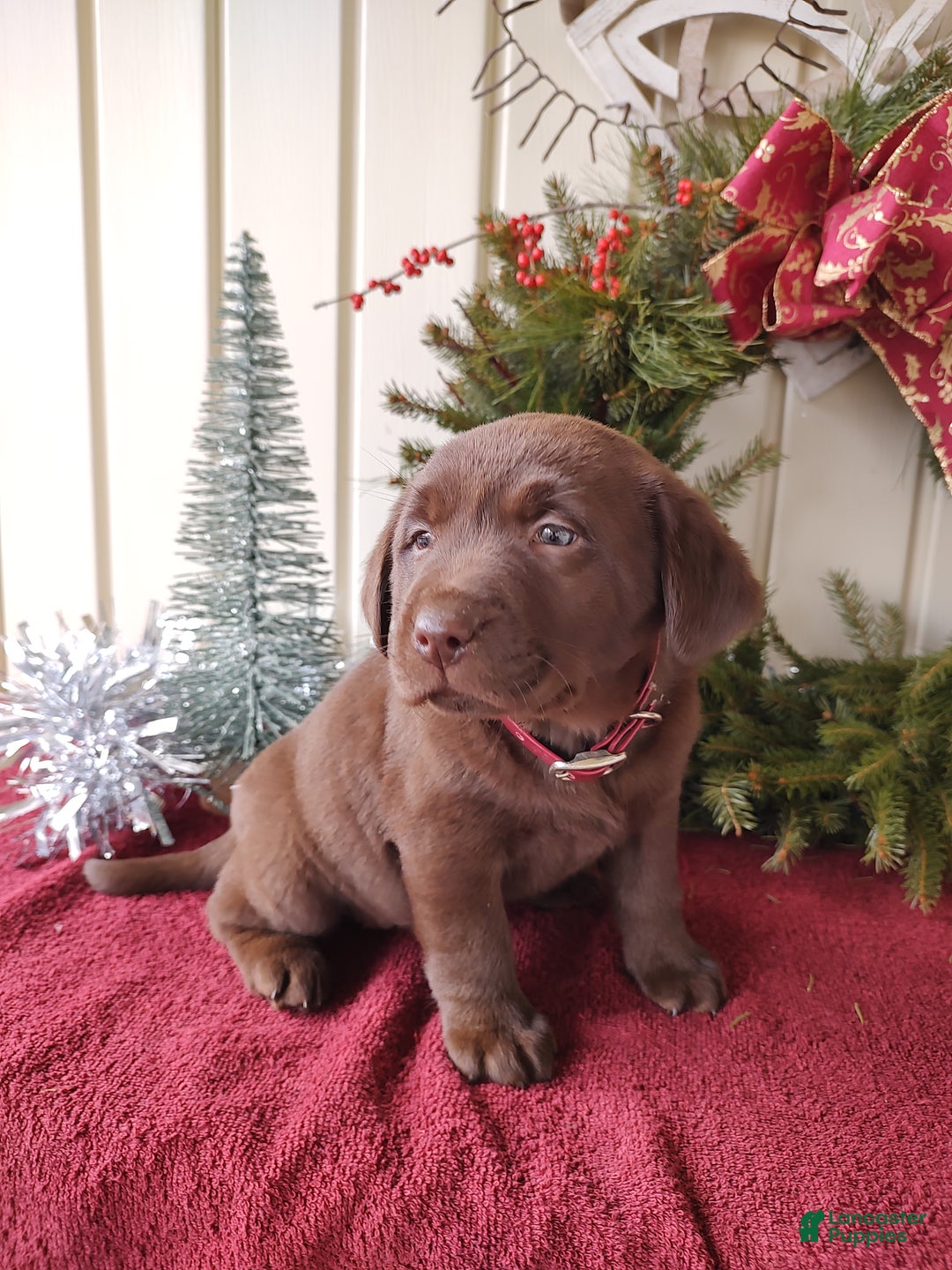 Labrador Retriever dogs for sale: Belle - Ad 6