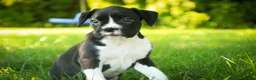 Boxer dogs for sale: Leo - Ad 3