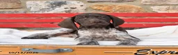 German Shorthaired Pointer dogs for sale: Mint - Ad 2