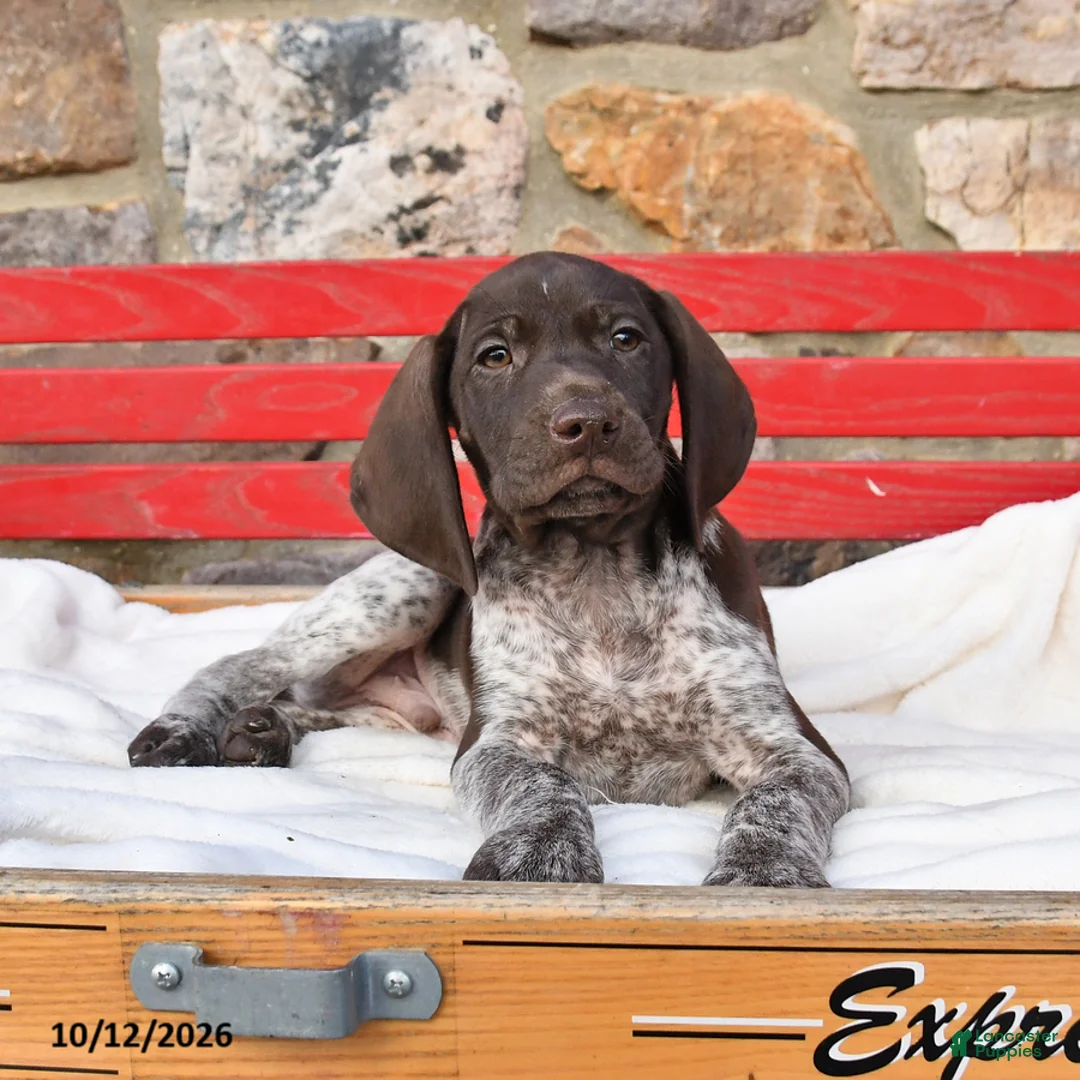 German Shorthaired Pointer dogs for sale: Mint - Ad 2