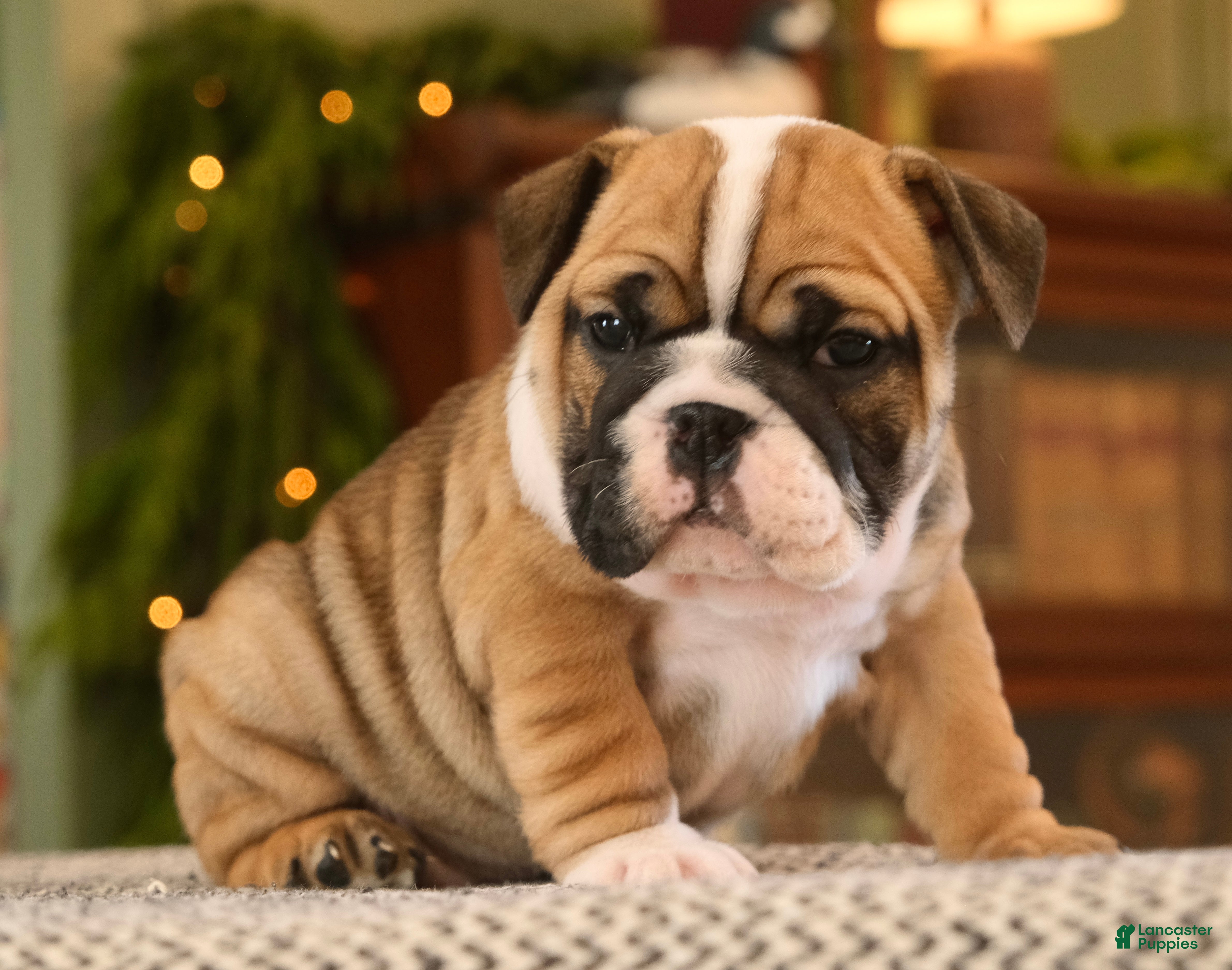 English Bulldog dogs Brandi - Ad 10