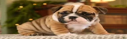 English Bulldog dogs for sale: Brandi - Ad 5