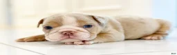 English Bulldog dogs for sale: Ricky - Ad 21