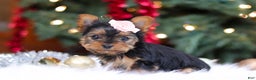 Yorkshire Terrier dogs for sale: Quinn - Ad 2