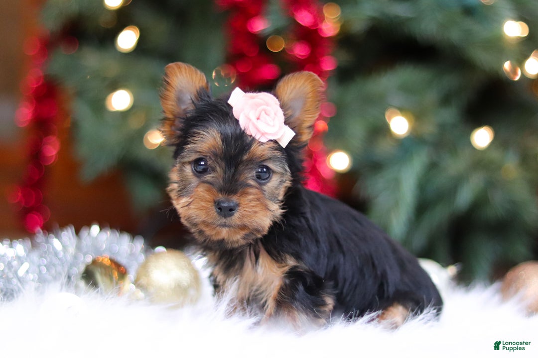 Yorkshire Terrier dogs for sale: Quinn - Ad 2