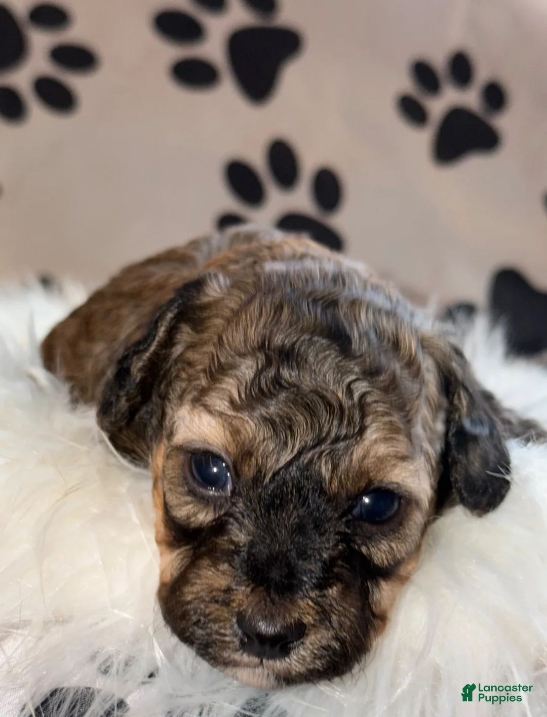 Toy Poodle dogs for sale: Rome  - Ad 2