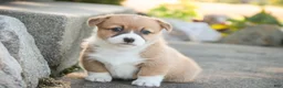 Welsh Corgi Pembroke dogs for sale: Rover - Ad 6