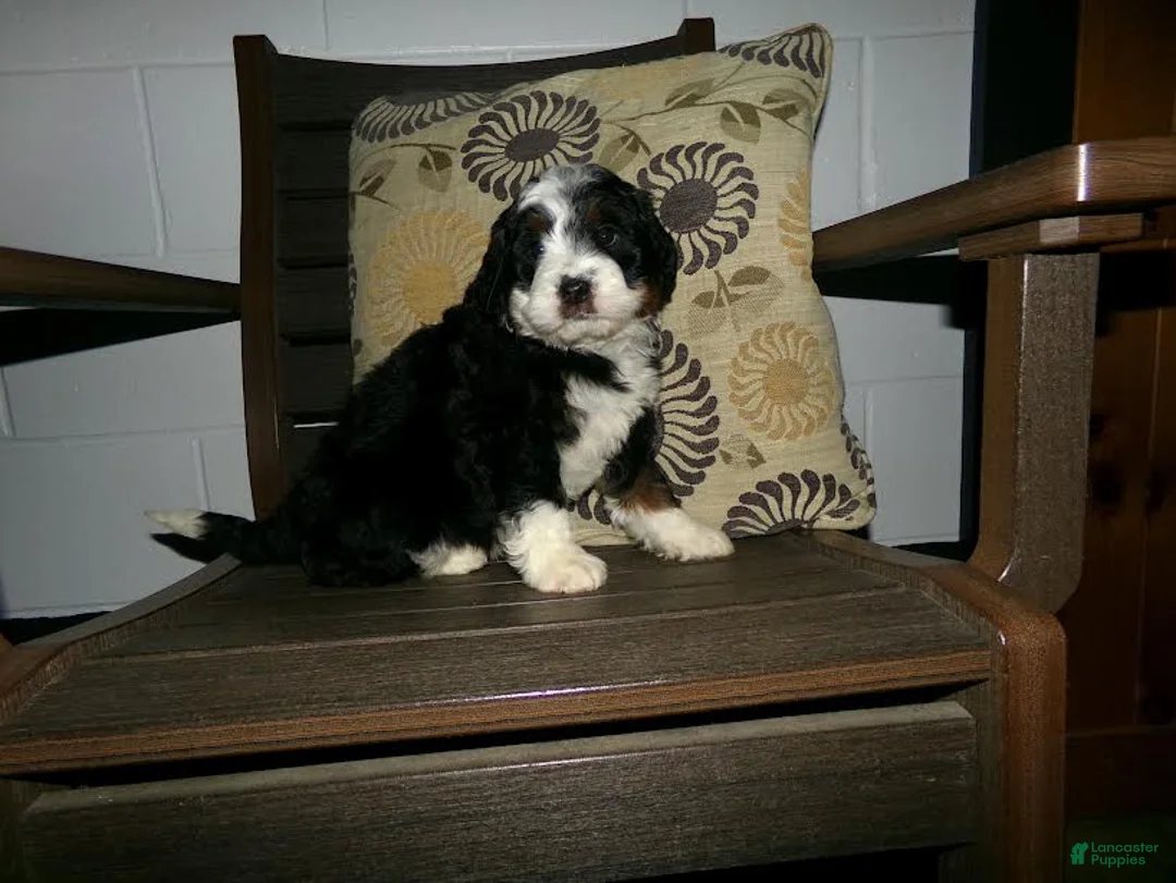 Mini Bernedoodle dogs for sale: Alfred - Ad 5