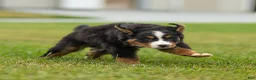 Bernese Mountain Dog dogs for sale: Bryan Bernese Mountain Dog  - Ad 3