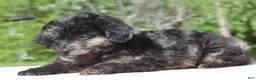 Toy Poodle dogs for sale: Bella Merle female puppy - Ad 4