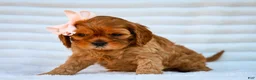 Cavapoo dogs for sale: Ellie Cavapoo Pup - Ad 3