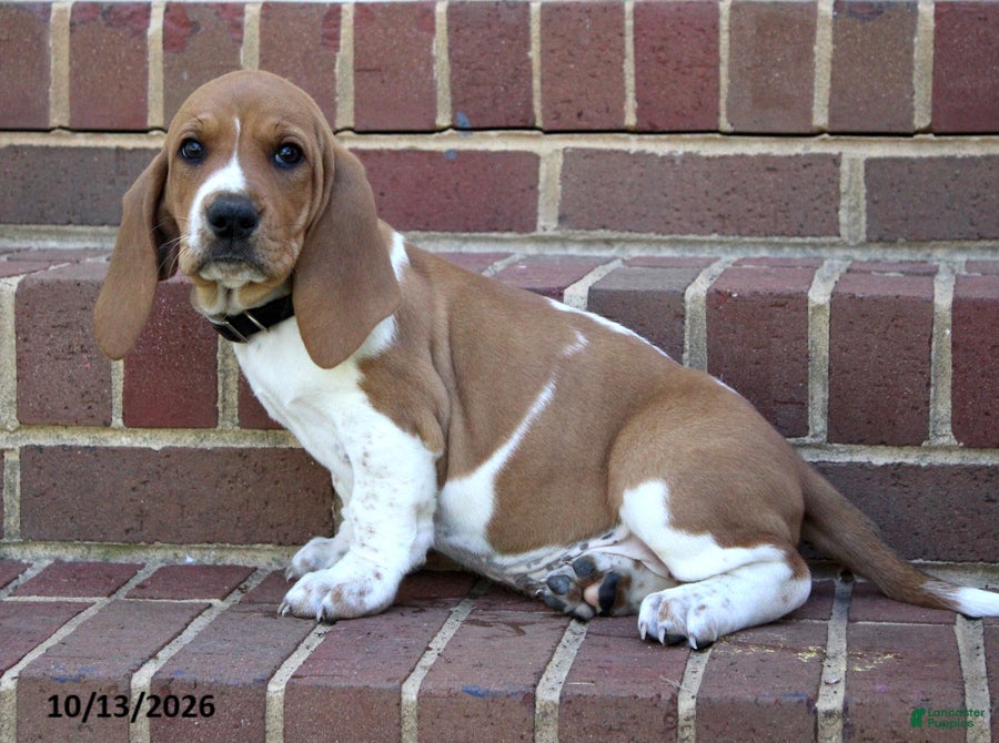 Basset Hound dogs for sale: Eli - Ad 5