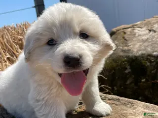 Great Pyrenees dogs Great Pyrenees Puppy 1 - Ad 20