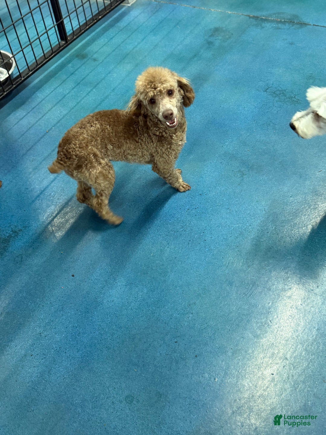 Toy Poodle dogs for sale: Brownie - Ad 4