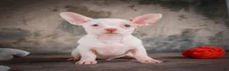 Chihuahua dogs for sale: Cole - Ad 3