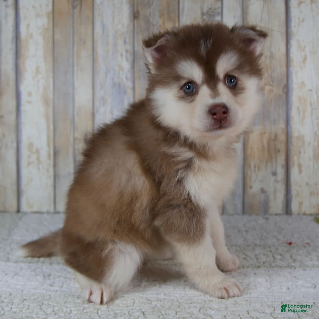 Pomsky dogs for sale: Cora - Ad 2