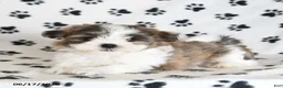Malshi dogs for sale: Roo   - Ad 5