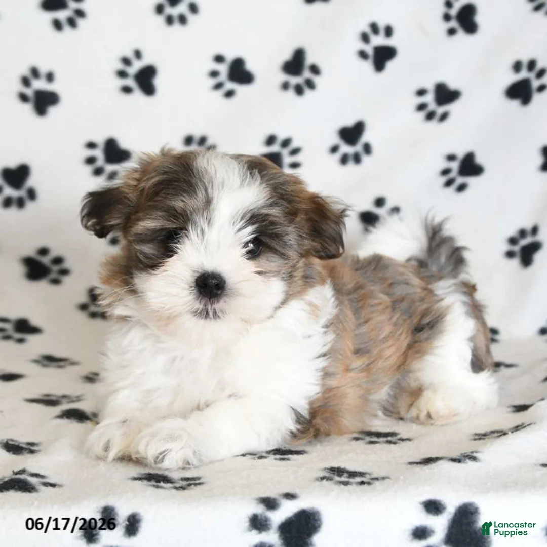 Malshi dogs for sale: Roo   - Ad 5