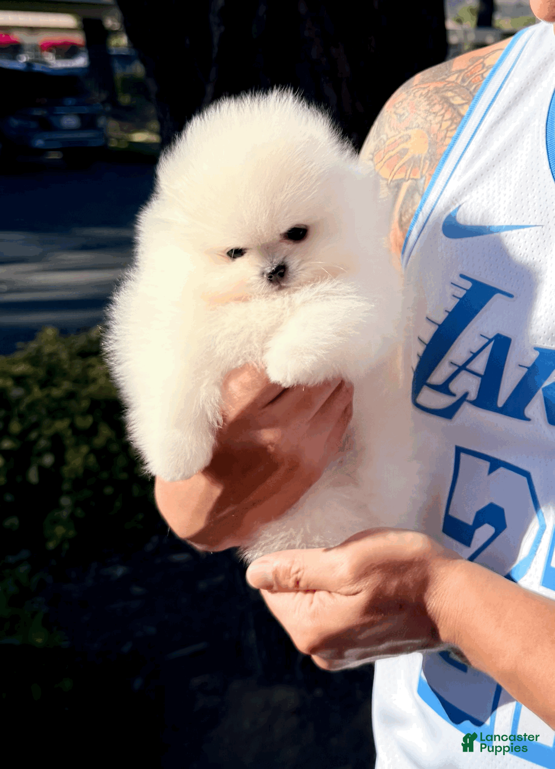 Pomeranian dogs for sale: Casper - Ad 2