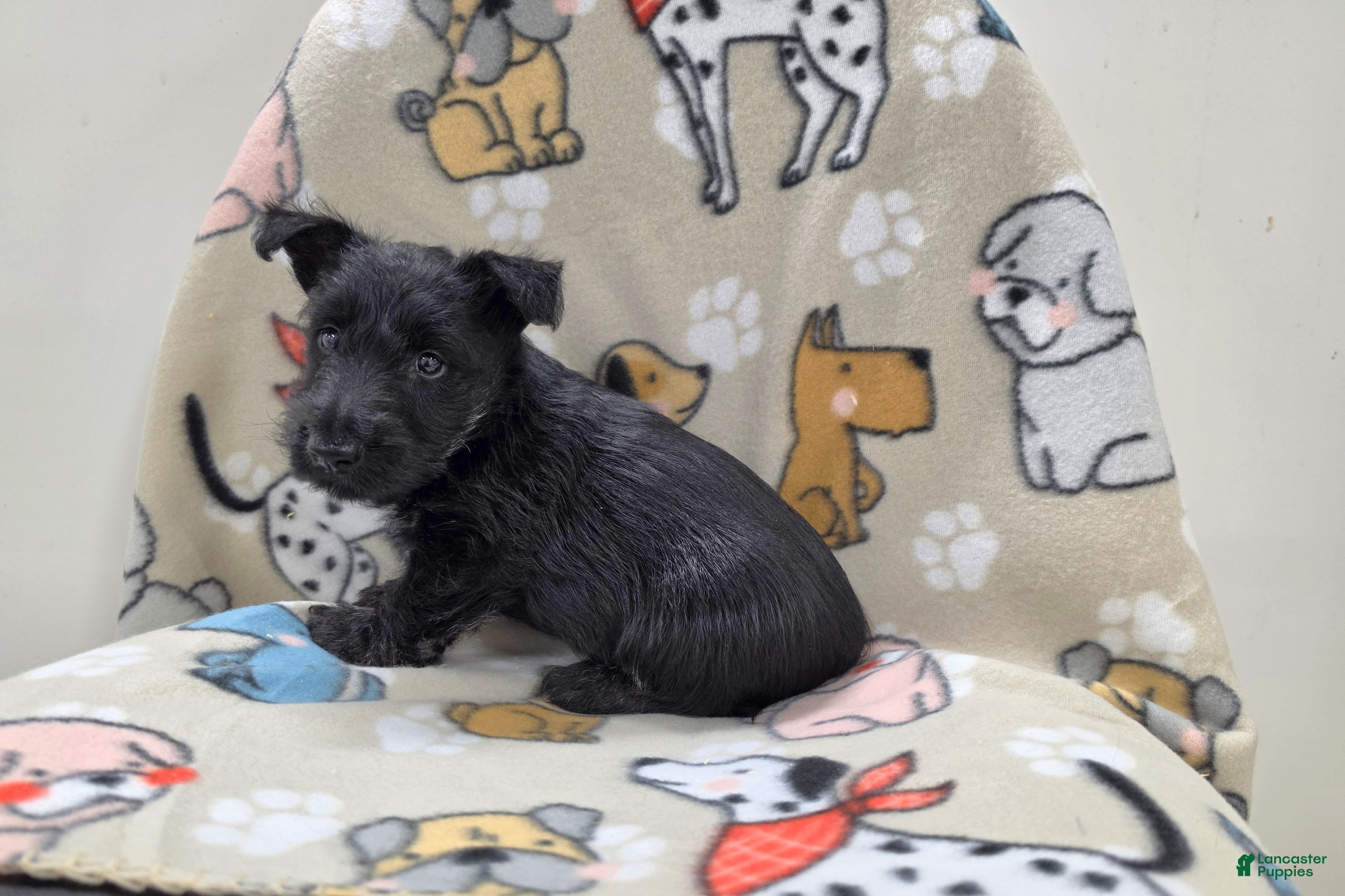 Scottish Terrier dogs for sale: Valerie - Ad 3