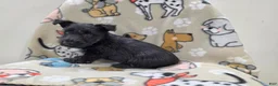Scottish Terrier dogs for sale: Valerie - Ad 1