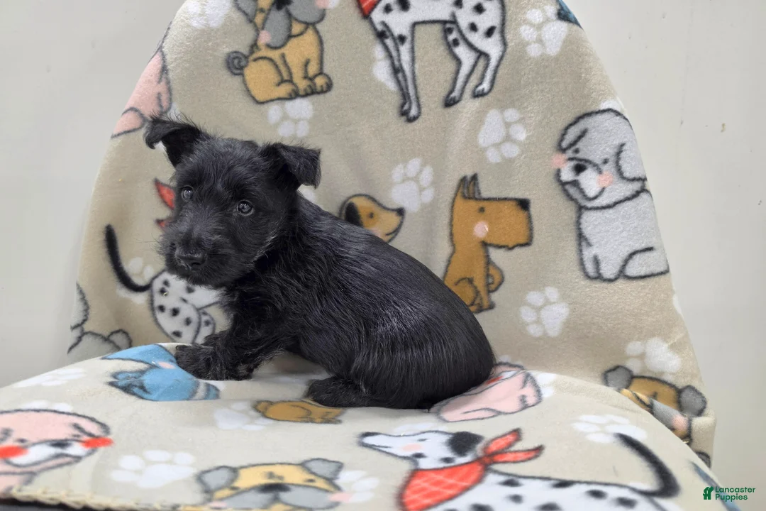 Scottish Terrier dogs for sale: Valerie - Ad 1