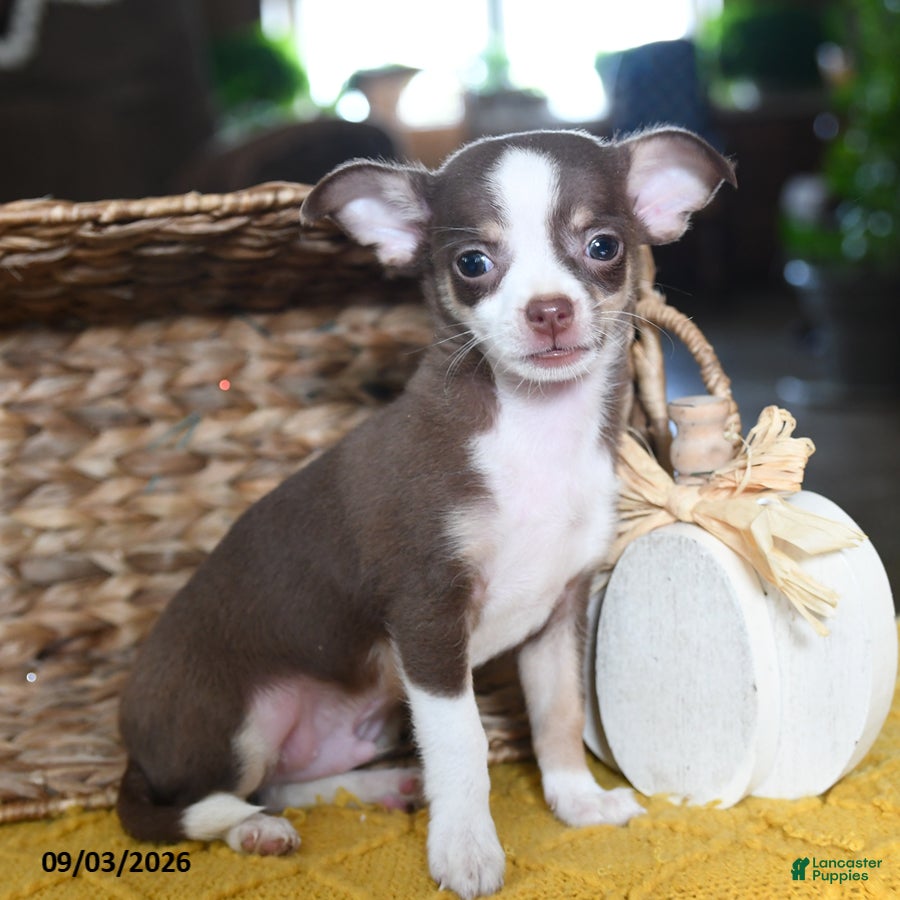 Chihuahua dogs Choco  - Ad 1