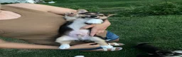 Welsh Corgi Pembroke dogs for sale: Pacha  - Ad 12