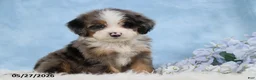 Mini Bernedoodle dogs for sale: Delfina - Ad 5