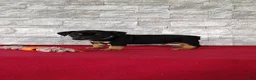 Beabull dogs for sale: Ronnie - Ad 6