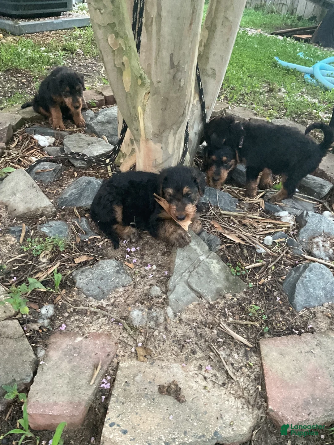 Airedale Terrier dogs for sale: Airedale Terrier 1 - Ad 1
