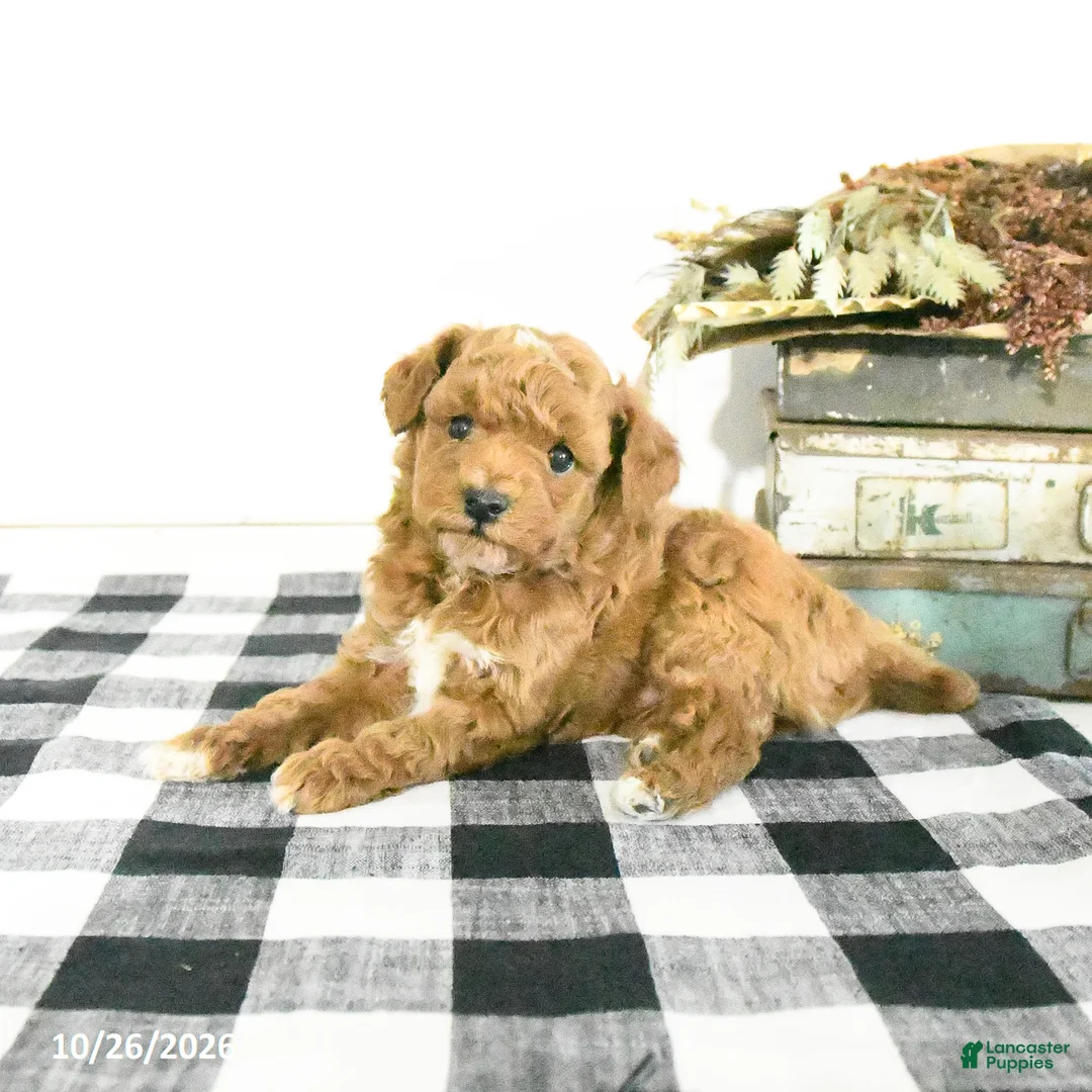 Toy Poodle dogs for sale: Silas - Ad 2