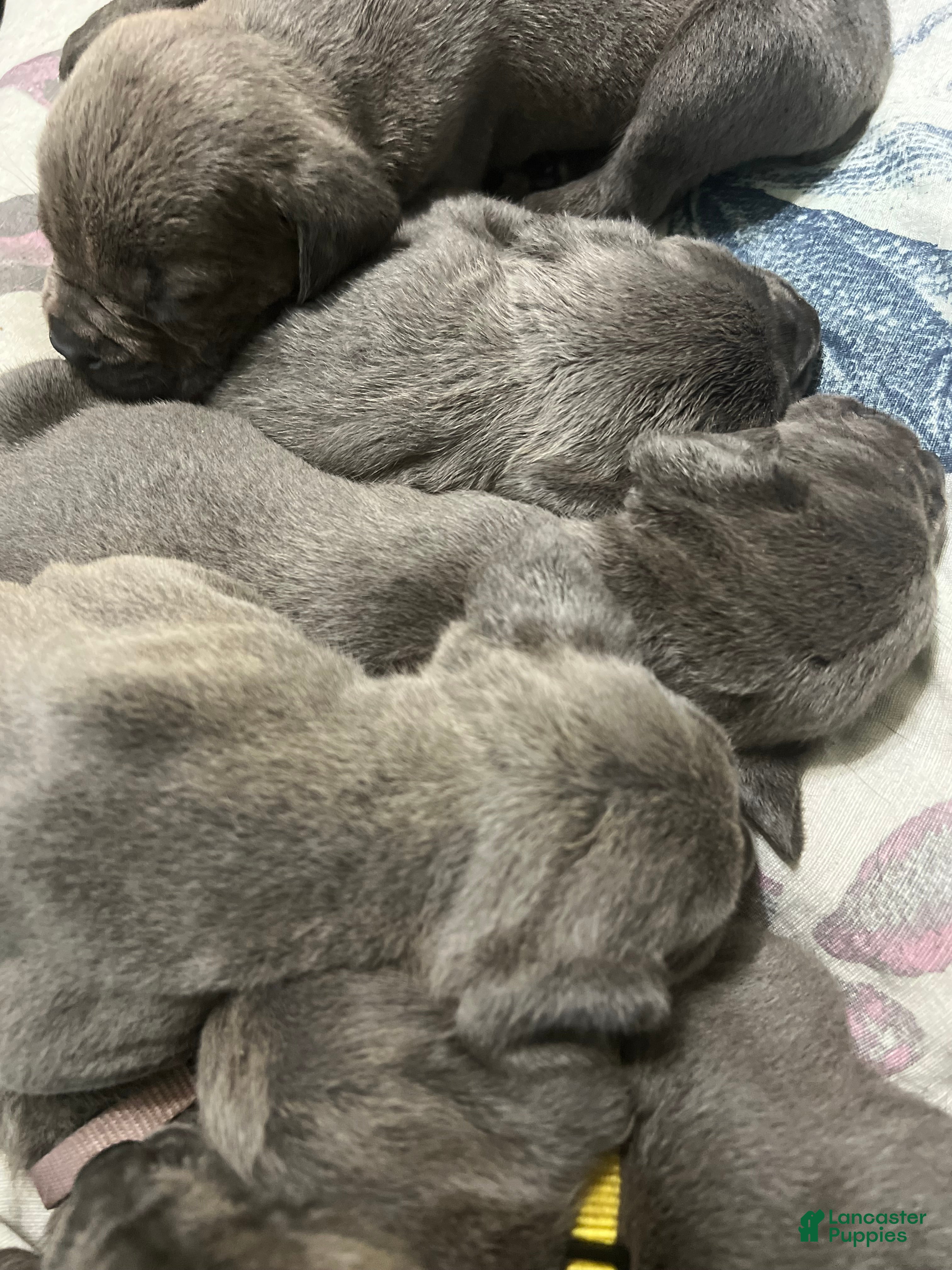 Cane Corso dogs Cane Corso Puppy 2 - Ad 37
