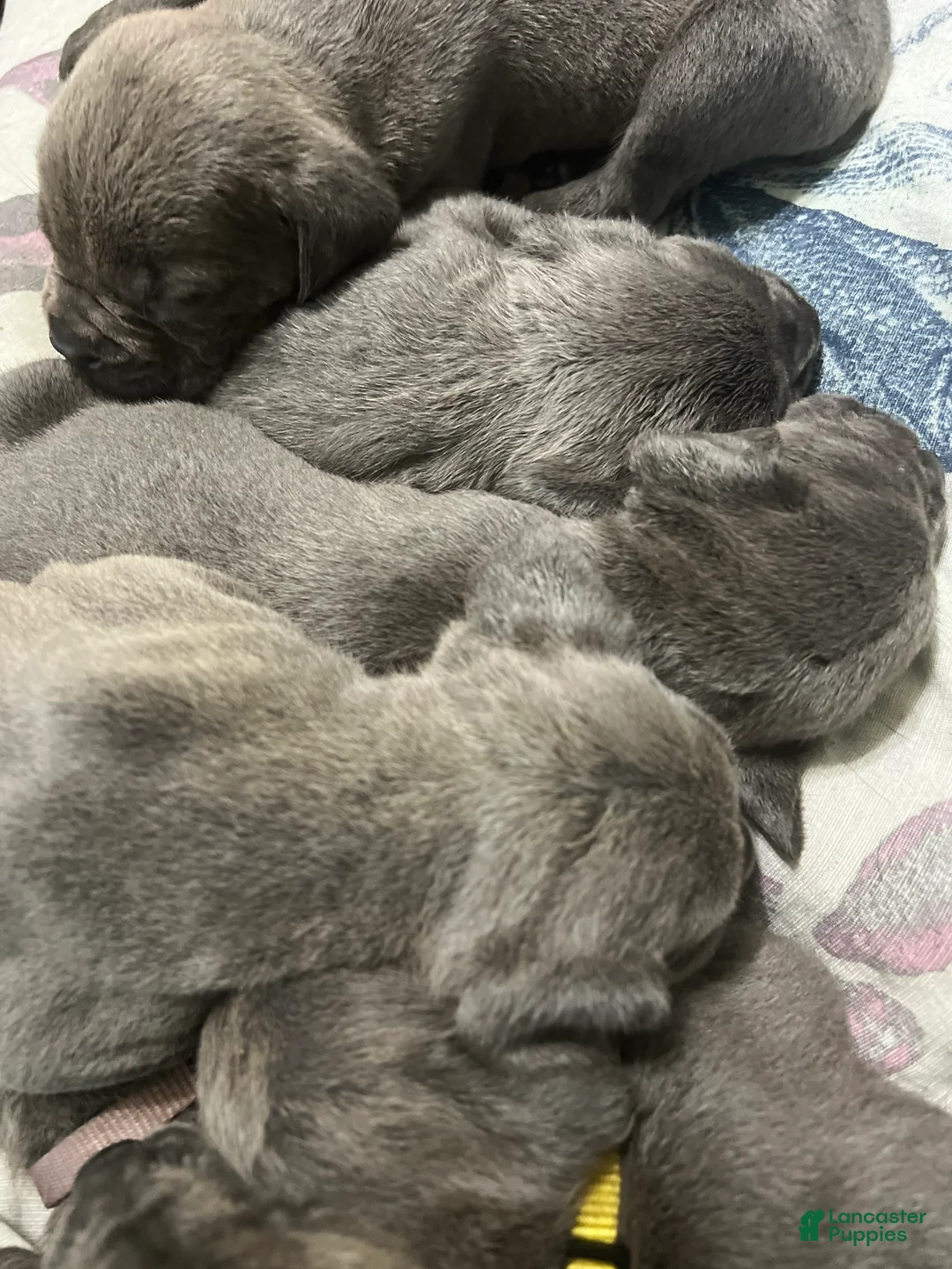 Cane Corso dogs for sale: Cane Corso Puppy 2 - Ad 1