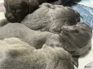 Cane Corso dogs Cane Corso Puppy 2 - Ad 37