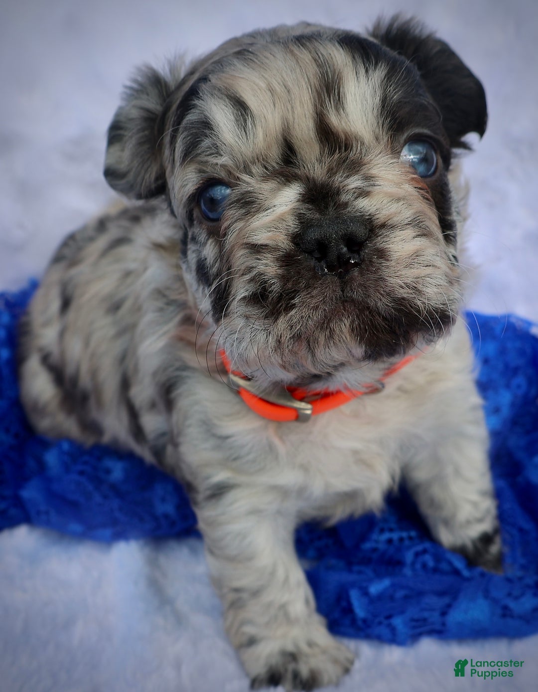 French Bulldog dogs for sale: Jojo - Ad 2