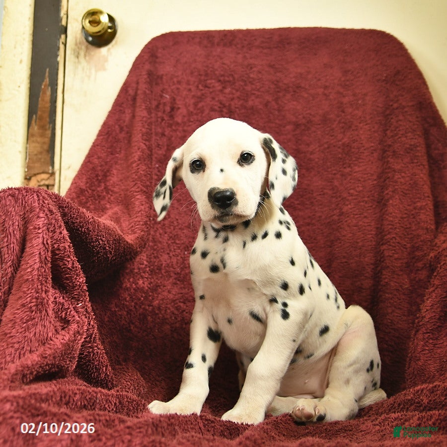 Dalmatian dogs Sage  - Ad 3
