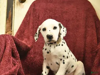 Dalmatian dogs Sage - Ad 3