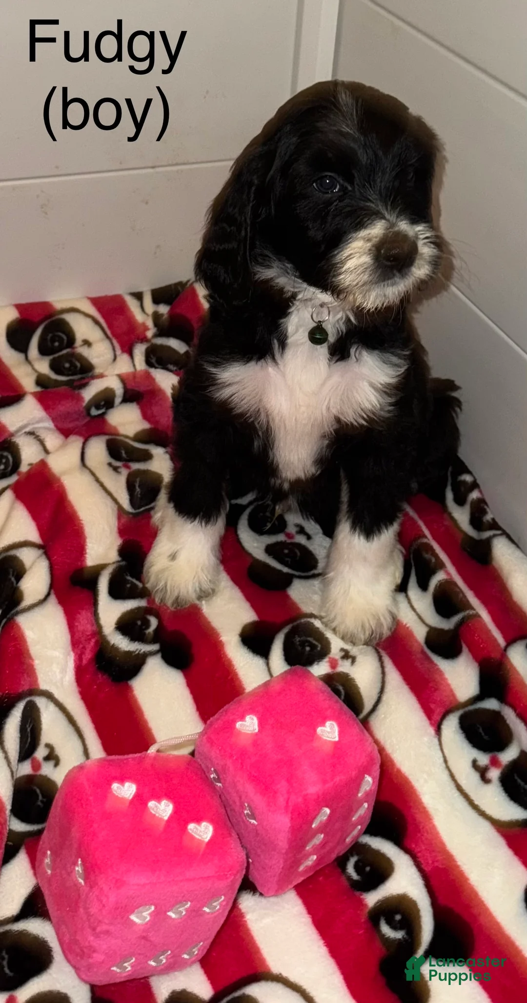 Mixed Breed dogs for sale: Mixed Breed Puppy 1 - Ad 9