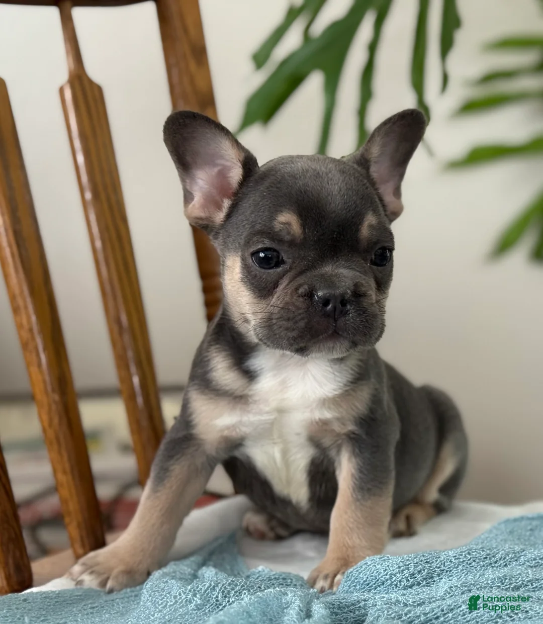 French Bulldog dogs for sale: Wyatt - Ad 6