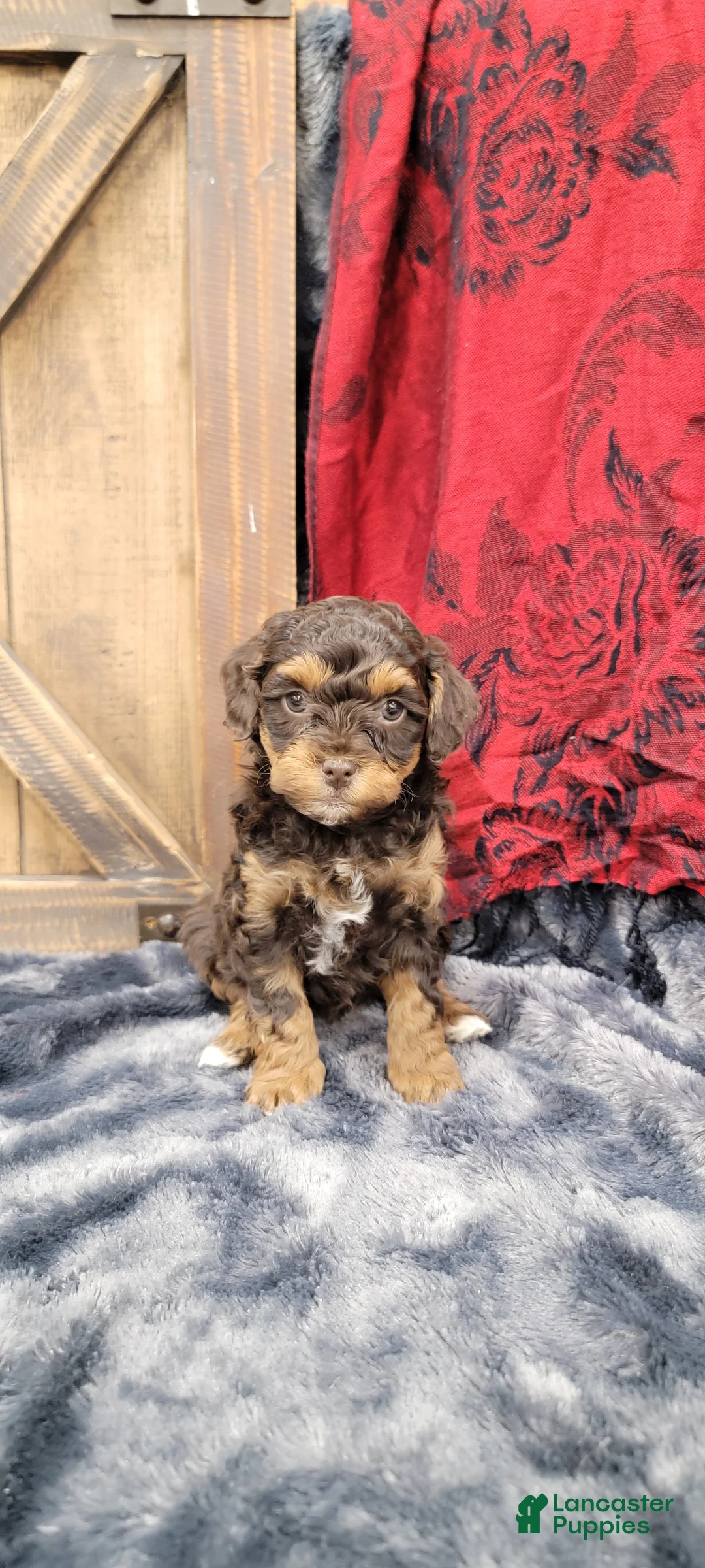 Cockapoo dogs for sale: Star - Ad 9